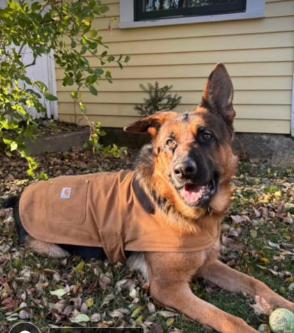 German Shepherd – German Shepard dog