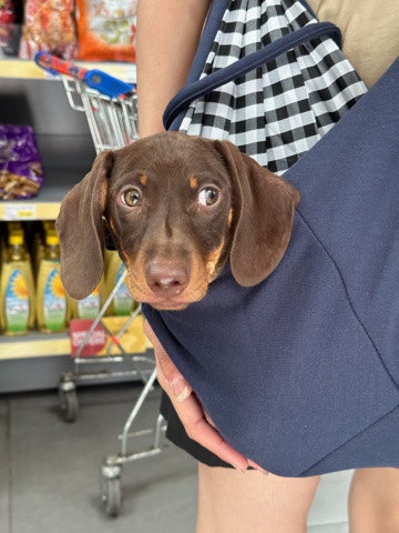 Dachshund – Rehoming Miniature Dachshund