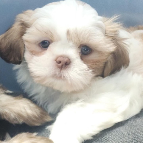Shih Tzu – Shih Tzu