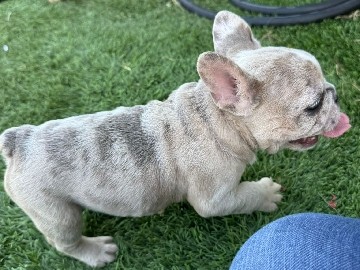 French Bulldog – French bulldog puppies – Rialto