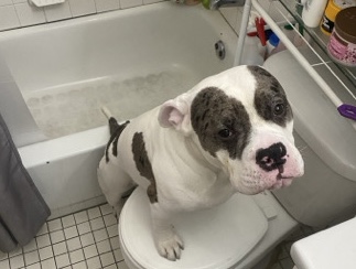 American Bulldog – American Bully For Sale