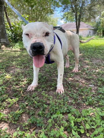 American Pit Bull Terrier – Need to rehome pregnant pit bull stray!! please