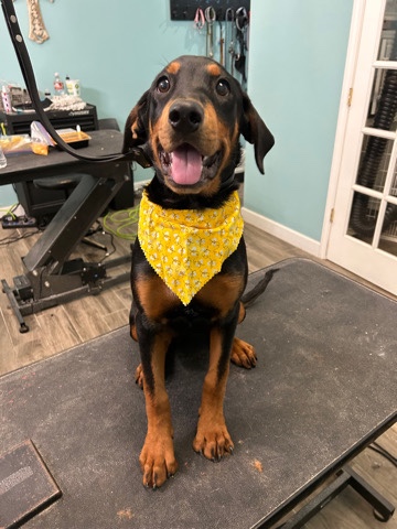 Rottweiler – Rott puppy for free