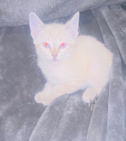 Russian White, Black and Tabby – Albino Kitten
