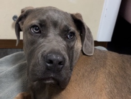 Cane Corso – cane corso welpen