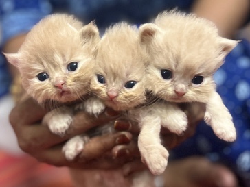Persian (Traditional) – pure persian kitten avaliable 😍negotiable