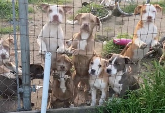 American Pit Bull Terrier – puppies need homes