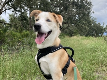 Labrador Husky – Loving Husky/Lab Mix Needs Room to Run – Bradenton