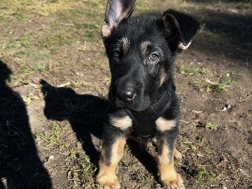 German Shepherd – ace