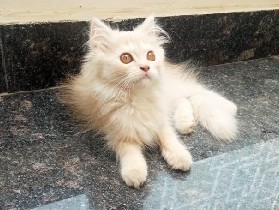 Persian (Traditional) - 4 Months Pure Persian Female — White Golden — Fully Vaccinated available for adoption in Hisar