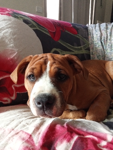 American Bulldog – Australian bulldog puppies for sale to great homes