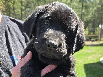 Labrador Retriever - AKC Labrador Retriever  available for adoption in Athol