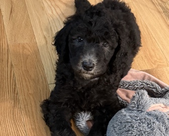 Goldendoodle – F1bb Standard Goldendoodle – Renfrew