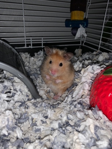 Free Hamster