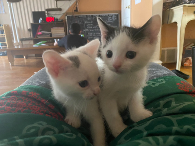 kittens