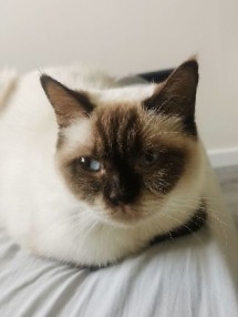British Shorthair – British Short Hair Female 2