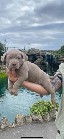 American Pit Bull Terrier – American xl bullies