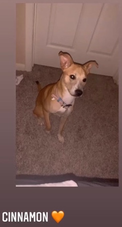 Basenji – dingo basenji mix