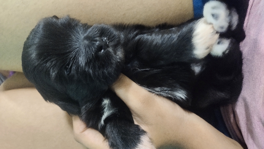 Lhasa Apso – lhasa for sell