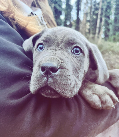 Cane Corso – Cane Corso