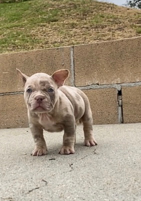 American Bulldog – American bully puppies