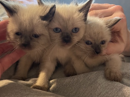 Siamese – Adorable Siamese Kitten for Sale – 10 Weeks Old – Louisville
