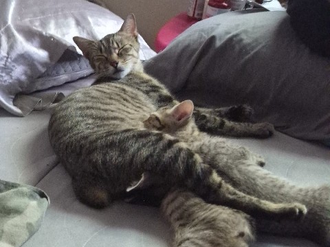American Bobtail – bobtail kitten needs home ! – Jacksonville