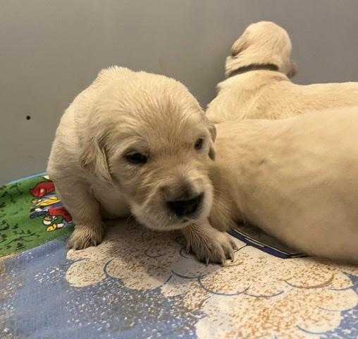 Golden Retriever – golden retriever puppies