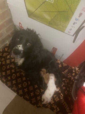 English Cocker Spaniel – cocker spaniel puppy’s