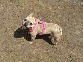 French Bulldog – French Bulldog looking for a new home. – Dallas