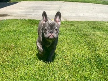 French Bulldog – Frenchie – Montebello