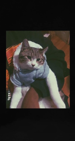 American Shorthair – Davey