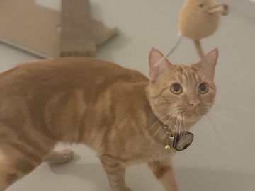 American Shorthair - Cheesecake Cat for Rehome available for adoption in Pentling