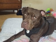 American Pit Bull Terrier – American Pit Bull Terrier – Neutered and House Trained in Joplin – Joplin