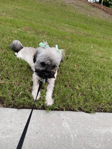 Shih Tzu – shih tzu