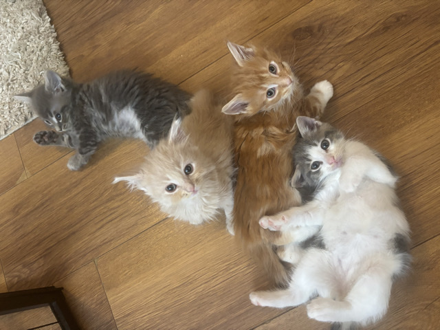 British Semi-longhair – short hair/ long hair British kittens – Highbridge
