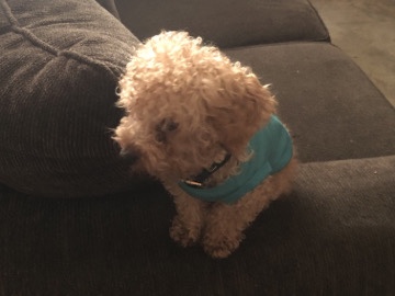 Poodle – Charlie – Douglas