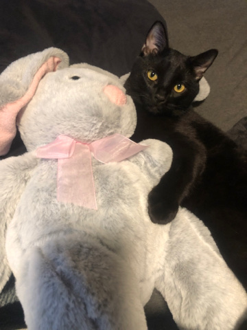 American Shorthair – Help find a home for Shiva