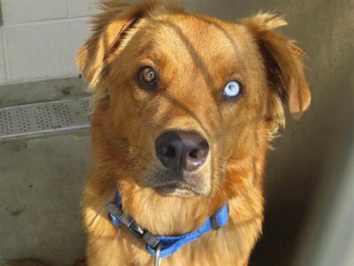 Looking for your next family member?Meet Sailor! 🐾