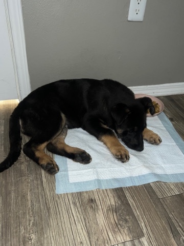 German Shepherd – German Shepard (Zeus) Free