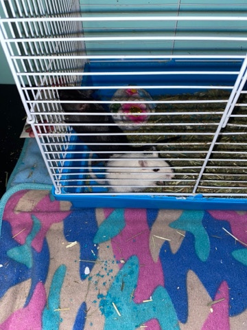 Any – 2 gerbils, one is black and one is white !!