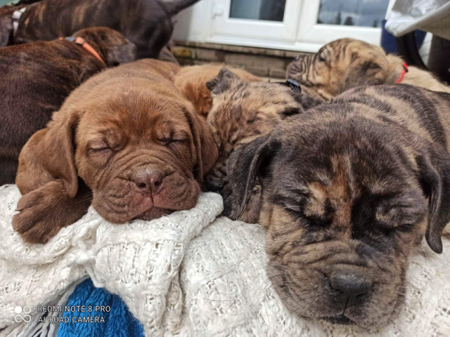 Neapolitan Mastiff – 3 Mastiff puppies left ready to go