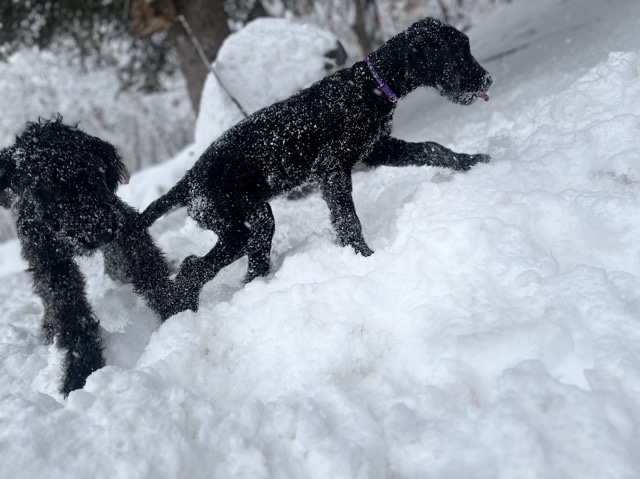 these adorable airedoodles need there furr-ever homes 