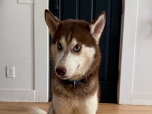 Siberian Husky – Snoopy Siberian Husky – West Chester