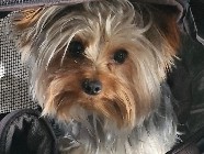Yorkshire Terrier - mini yorkie available for adoption in Celbridge