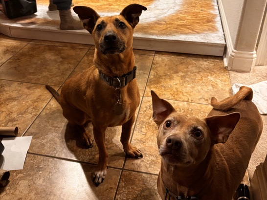 Dachshund – 2 Loving Dogs in need of a New Home – Bossier City