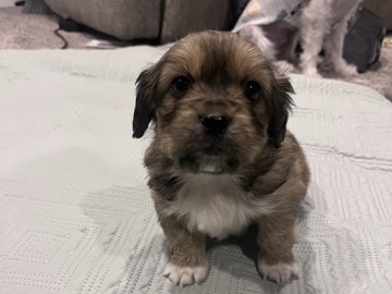 Maltese – Maltese/Poodle mix – Denver