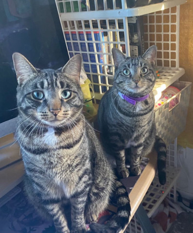 American Shorthair – Rehoming 2 cats (brother and sister)