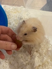 Adult Hamsters