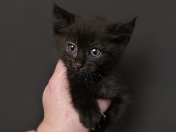 American Shorthair – Sassy American Shorthair Kitten for Sale – 5 Weeks Old – Nevada